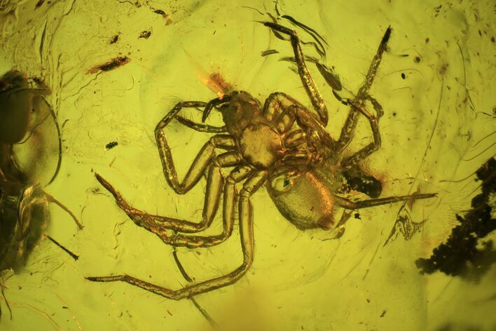 Fossil Ant & Spider In Baltic Amber #48216